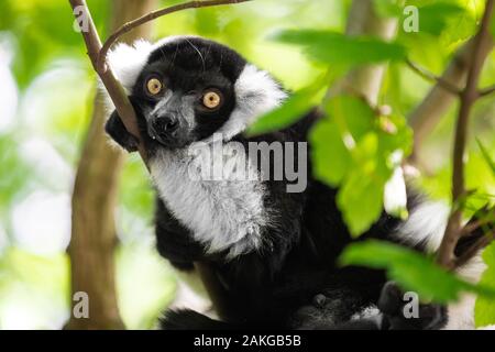 Nahaufnahme eines schwarz-weißen gerafften Lemurs, der auf einem Ast thront und vor einem grünen Bokeh-Hintergrund auf die Kamera starrt Stockfoto