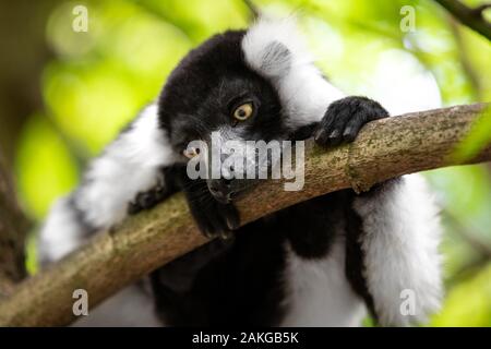 Nahaufnahme eines schwarz-weißen gekräuselten Lemurs, der auf einem Ast thront und seitlich vor einem grünen Bokeh-Hintergrund schaut Stockfoto