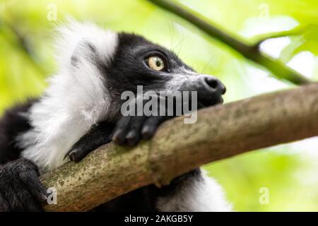 Nahaufnahme eines schwarz-weißen gekräuselten Lemurs, der auf einem Ast thront und seitlich vor einem grünen Bokeh-Hintergrund schaut Stockfoto