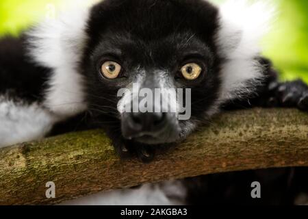 Nahaufnahme eines schwarz-weißen gerafften Lemurs, der auf einem Ast thront und vor einem grünen Bokeh-Hintergrund auf die Kamera starrt Stockfoto