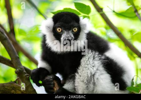 Nahaufnahme eines schwarz-weißen gerafften Lemurs, der auf einem Ast thront und vor einem grünen Bokeh-Hintergrund auf die Kamera starrt Stockfoto