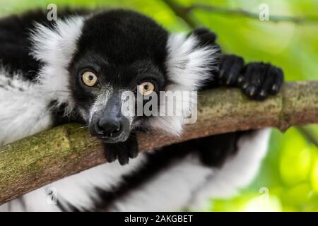 Nahaufnahme eines schwarz-weißen gerafften Lemurs, der auf einem Ast thront und vor einem grünen Bokeh-Hintergrund auf die Kamera starrt Stockfoto