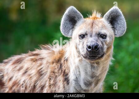 Nahaufnahme einer wilden Hyäne, die auf die Kamera starrt Vor einem grünen Bokeh Hintergrund Stockfoto