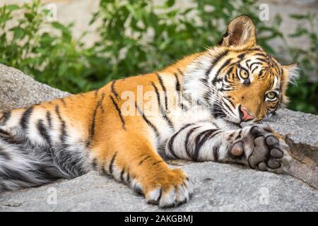 Nahaufnahme eines großen Tigers, der auf seiner Seite liegt, vor einem Bokeh-Hintergrund Stockfoto