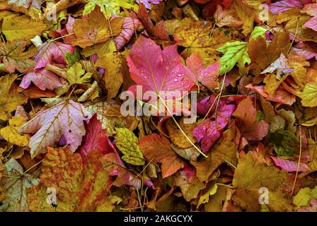Gefallenen Blätter im Herbst mit Tau Tropfen; Stockfoto