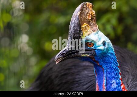 Close Portrait des Kopfes eines Cassowary, der seitwärts schaut, vor einem grünen Bokeh Hintergrund Stockfoto