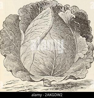 Livingston's Grosshandel Liste für Gärtner. n. Wir erste bot es 1886, und so Rap - untätig hat es dafür wachsen, dass wir nie genügend Vorrat beenable thedemand zu produzieren. Wir erneut Öler es unseren Kunden als die beste frühe Treiberei Zuckerrüben jetzt knownfor Gärtner verwenden. Auch whenquite Jung, es ist als Jede Handsomer sortwith, die wir vertraut sind. Die Beetsare dicker, Handsomer und mehr regularthan Die gemeinsame Ägyptischen, in shapeabout auf halbem Weg zwischen dem Ägyptischen unddie Eclipse und sind genauso gute andearly. Es docs fehlt es nicht an einem Der gofedqualities Seiner Stockfoto