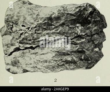 Jahresbericht des United States Geological Survey, dem Sekretär des Innenraums. Zentimeter CYCADELLA REEDII AUS DEM JURA von Wyoming in der Bibliothek der Universität von Illinois. Platte LXXVII. Platte LXXVII. Cycadella Beecheriana Ward Bruchfläche der Nr. 128 der Yale Collection (drei oberen Stücke), und Nr. 500.54 des Museums der Universität von Wyoming (untere Stück) .544 US geological survey ZWANZIGSTER JAHRESBERICHT PARI II PL. LXXVII Stockfoto
