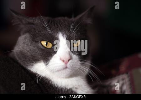Nahaufnahme der grumpy, schöne, weiße und graue Katze mit orange/gelbe Augen Stockfoto