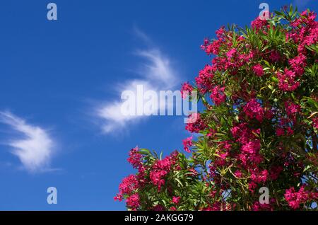 Scharlachrote Blüten des Frühlings oleander vor einem blauen Himmel mit weißen Wolken Stockfoto