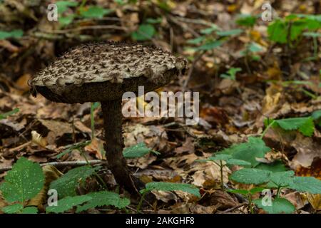 Frankreich, Somme (80), Crécy Wald, Crécy-en-Ponthieu, Strobilomyces strobilaceus Stockfoto