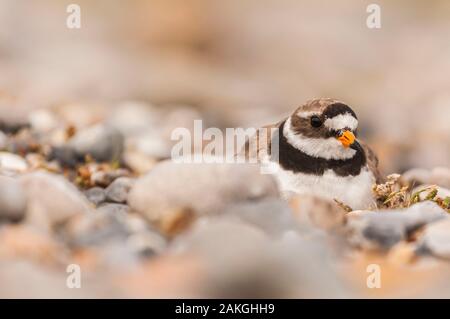 Frankreich, Somme (80), Baie de Somme, Cayeux-sur-Mer, Ault, Le Hable d'Ault, gemeinsame Ringed Plover (Charadrius hiaticula), auf sein Nest, in der Kiesel, brütende Stockfoto