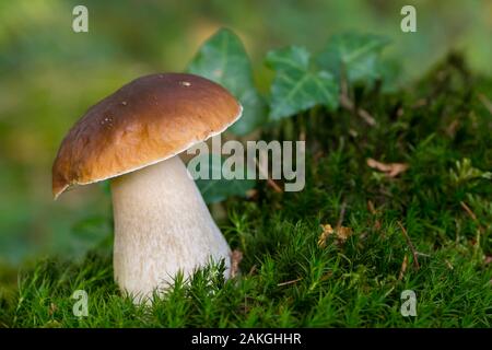 Frankreich, Somme (80), Crécy Wald, Crécy-en-Ponthieu, Boletus edulis Stockfoto