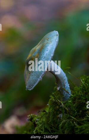 Frankreich, Somme (80), Crécy Wald, Crécy-en-Ponthieu, stropharia caerulea Stockfoto