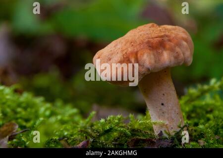 Frankreich, Somme (80), Crécy Wald, Crécy-en-Ponthieu, Hydnum rufescens Stockfoto