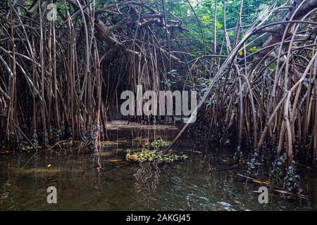 Elfenbeinküste, Grand Lahou district, Grand Lahou, Mangrovenwald Stockfoto