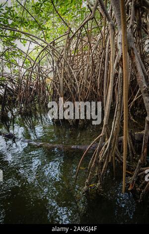 Elfenbeinküste, Grand Lahou district, Grand Lahou, Mangrovenwald Stockfoto