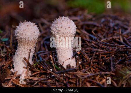 Frankreich, Somme (80), Crécy Wald, Crécy-en-Ponthieu, lycoperdon perlatum Stockfoto