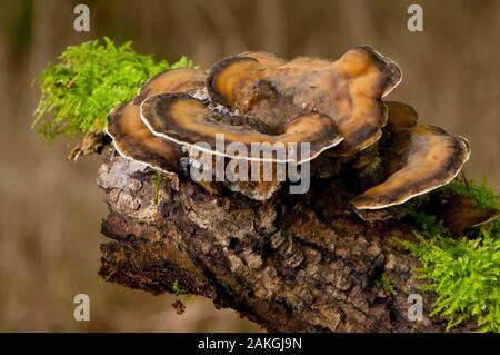 Frankreich, Somme (80), Crécy Wald, Crécy-en-Ponthieu, Bjerkandera adusta Stockfoto