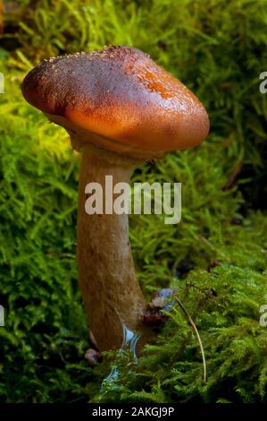 Frankreich, Somme (80), Crécy Wald, Crécy-en-Ponthieu, Armillaria Mellea Stockfoto