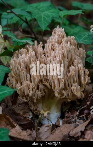 Frankreich, Somme (80), Crécy Wald, Crécy-en-Ponthieu, Ramaria fumigata Stockfoto