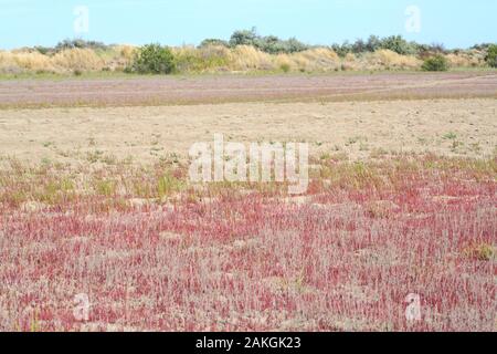 Frankreich, Gard, Petite Camargue, Le Grau-du-Roi, Plage de l'Espiguette, Les Dunes Stockfoto