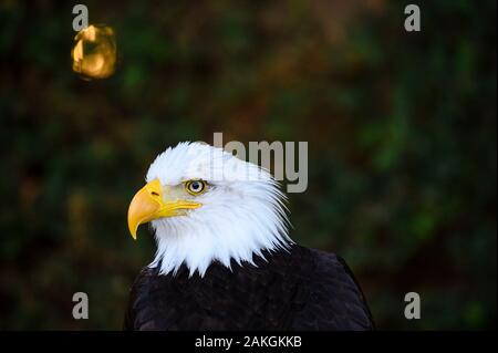 Frankreich, Yvelines (78), Les Mesnuls, Les Mesnuls castlle, Tag des Denkmals 2019, kahlen vorangegangen Adler während Raptor zeigen Stockfoto