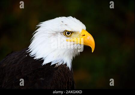 Frankreich, Yvelines (78), Les Mesnuls, Les Mesnuls castlle, Tag des Denkmals 2019, kahlen vorangegangen Adler während Raptor zeigen Stockfoto