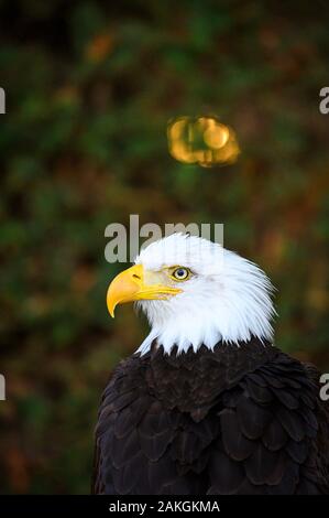 Frankreich, Yvelines (78), Les Mesnuls, Les Mesnuls castlle, Tag des Denkmals 2019, kahlen vorangegangen Adler während Raptor zeigen Stockfoto