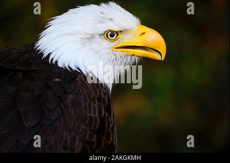 Frankreich, Yvelines (78), Les Mesnuls, Les Mesnuls castlle, Tag des Denkmals 2019, kahlen vorangegangen Adler während Raptor zeigen Stockfoto