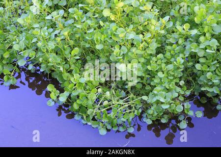 Frankreich, Oise, Bresles, Brunnenkresse, Wasserkresse (Kapuzinerkresse officinale) Stockfoto