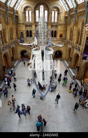 Vereinigtes Königreich, London, Kensington, Natural History Museum, die zentrale Halle übersehen durch das Skelett eines Blauwals Stockfoto