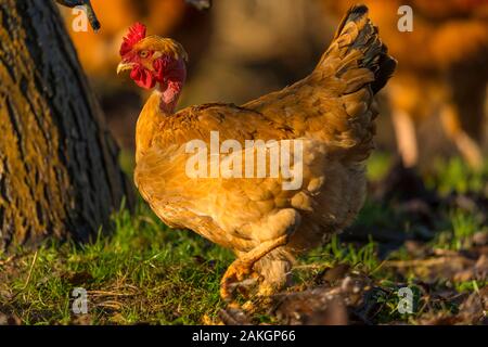 Frankreich, Ardennes (08), Carignan, Hühner der Rasse Cou-nu, Hühner (Hühner und Hähne) von Fleisch in einem traditionellen Bauernhof Bio auf der Farm Stockfoto