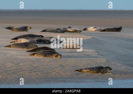 Frankreich, Somme, Authie Bay, Berck-sur-Mer, Robben auf den Sandbänken Stockfoto