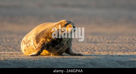 Frankreich, Somme, Authie Bay, Berck-sur-Mer, graue Robben auf den Sandbänken Stockfoto