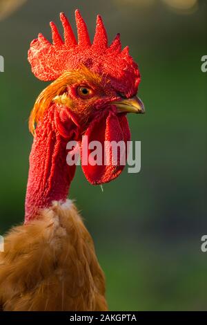 Frankreich, Ardennes (08), Carignan, Hühner der Rasse Cou-nu, Hühner (Hühner und Hähne) von Fleisch in einem traditionellen Bauernhof Bio auf der Farm Stockfoto