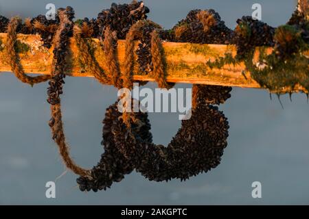 Frankreich, Somme, Bucht der Somme, Quend-Plage, die Muscheln von bouchot in Baie de Somme Stockfoto