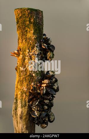 Frankreich, Somme, Bucht der Somme, Quend-Plage, die Muscheln von bouchot in Baie de Somme Stockfoto