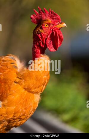 Frankreich, Ardennes (08), Carignan, Hühner der Rasse Cou-nu, Hühner (Hühner und Hähne) von Fleisch in einem traditionellen Bauernhof Bio auf der Farm Stockfoto