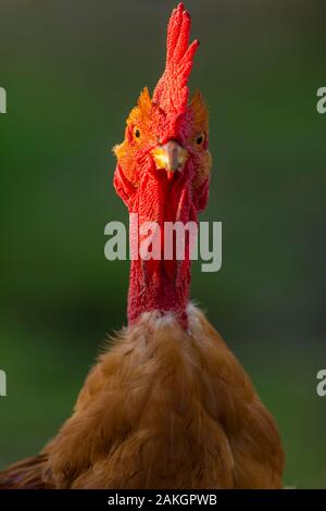 Frankreich, Ardennes (08), Carignan, Hühner der Rasse Cou-nu, Hühner (Hühner und Hähne) von Fleisch in einem traditionellen Bauernhof Bio auf der Farm Stockfoto