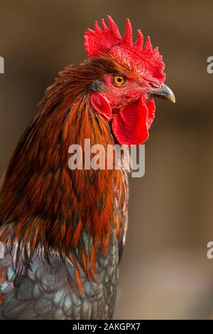 Frankreich, Ardennes (08), Carignan, Hühner der Rasse Cou-nu, Hühner (Hühner und Hähne) von Fleisch in einem traditionellen Bauernhof Bio auf der Farm Stockfoto