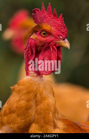 Frankreich, Ardennes (08), Carignan, Hühner der Rasse Cou-nu, Hühner (Hühner und Hähne) von Fleisch in einem traditionellen Bauernhof Bio auf der Farm Stockfoto