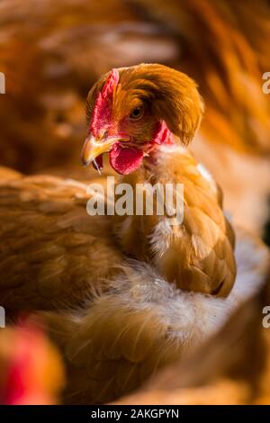 Frankreich, Ardennes (08), Carignan, Hühner der Rasse Cou-nu, Hühner (Hühner und Hähne) von Fleisch in einem traditionellen Bauernhof Bio auf der Farm Stockfoto