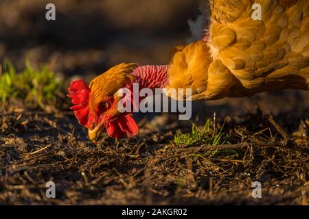 Frankreich, Ardennes (08), Carignan, Hühner der Rasse Cou-nu, Hühner (Hühner und Hähne) von Fleisch in einem traditionellen Bauernhof Bio auf der Farm Stockfoto