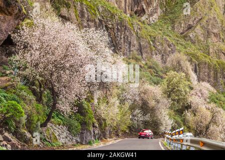 Spanien, Kanarische Inseln, Gran Canaria, Ayacata, blühenden Mandelbäume, Mitte Januar mit dem Auto Stockfoto