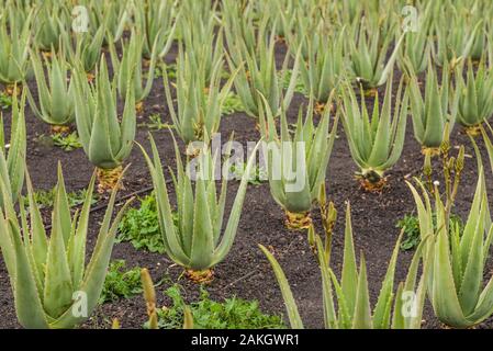 Spanien, Kanarische Inseln, Fuerteventura, Antigua, Aloe vera Plantage Stockfoto