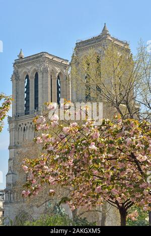 Frankreich, Paris (75), UNESCO-Weltkulturerbe, Ile de la Cité, Kathedrale Notre-Dame und Kirschblüten im Frühling Stockfoto