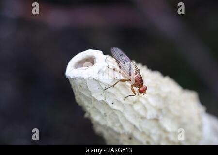 Tetanocera phyllophora Snailkiller fliegen,, Fütterung auf gemeinsame Exemplar des Gemeinen Stinkmorchels, Phallus impudicus Stockfoto