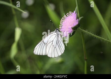 Aporie crataegi, bekannt als die schwarz-weiße geädert, Fütterung auf Feld-witwenblume, Knautia arvensis Stockfoto