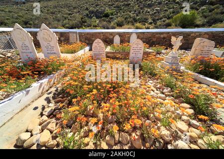 Südafrika, Western Cape, blühenden Friedhof in die cederberge Massiv Stockfoto